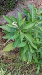 Solanum donianum