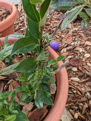 Danaus plexippus