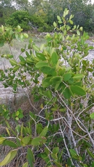 Laguncularia racemosa