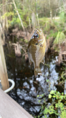 Lepomis punctatus