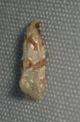 Aethes ringsi