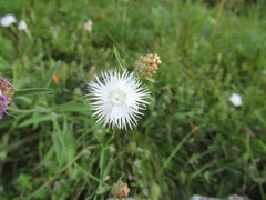 Dianthus plumarius