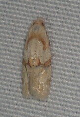Aethes ringsi