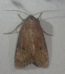 Apamea lutosa