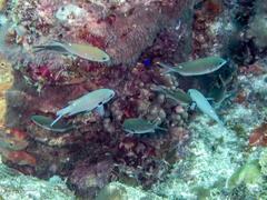 Azurina multilineata