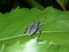 Elytrurus marginatus