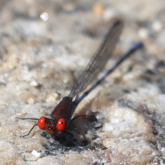 Argia oenea