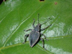 Elytrurus marginatus
