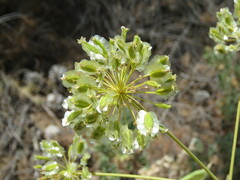 Thapsia villosa