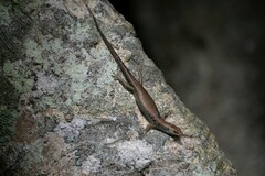 Emoia aneityumensis