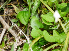 Viola cunninghamii