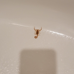 Centruroides sculpturatus