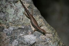 Emoia aneityumensis