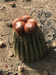 Melocactus