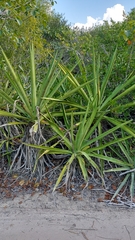 Agave