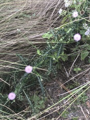 Cirsium nuttallii