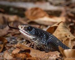 Coluber constrictor constrictor