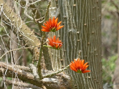 Erythrina stricta