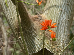 Erythrina stricta
