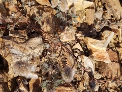 Dalea mollissima