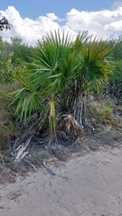 Thrinax radiata