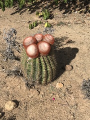Melocactus