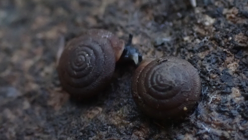 Oestophora barbella