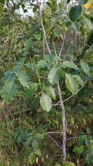 Metopium brownei