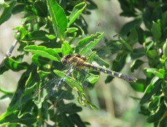 Neogomphus edenticulatus