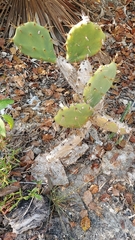 Opuntia stricta