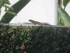 Anolis sagrei
