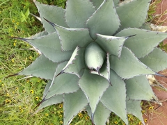 Agave flexispina