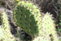 Opuntia littoralis