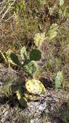 Opuntia stricta