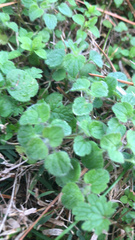 Veronica hederifolia