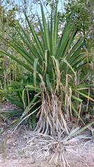 Agave angustifolia
