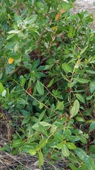 Laguncularia racemosa