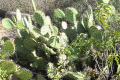 Opuntia littoralis