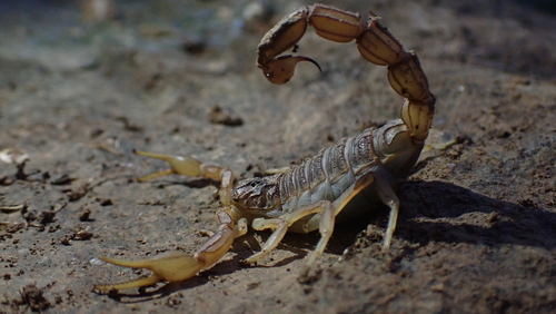 Iberian Scorpion