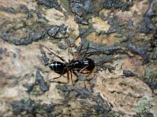 Colobopsis conithoraxColobopsis conithorax