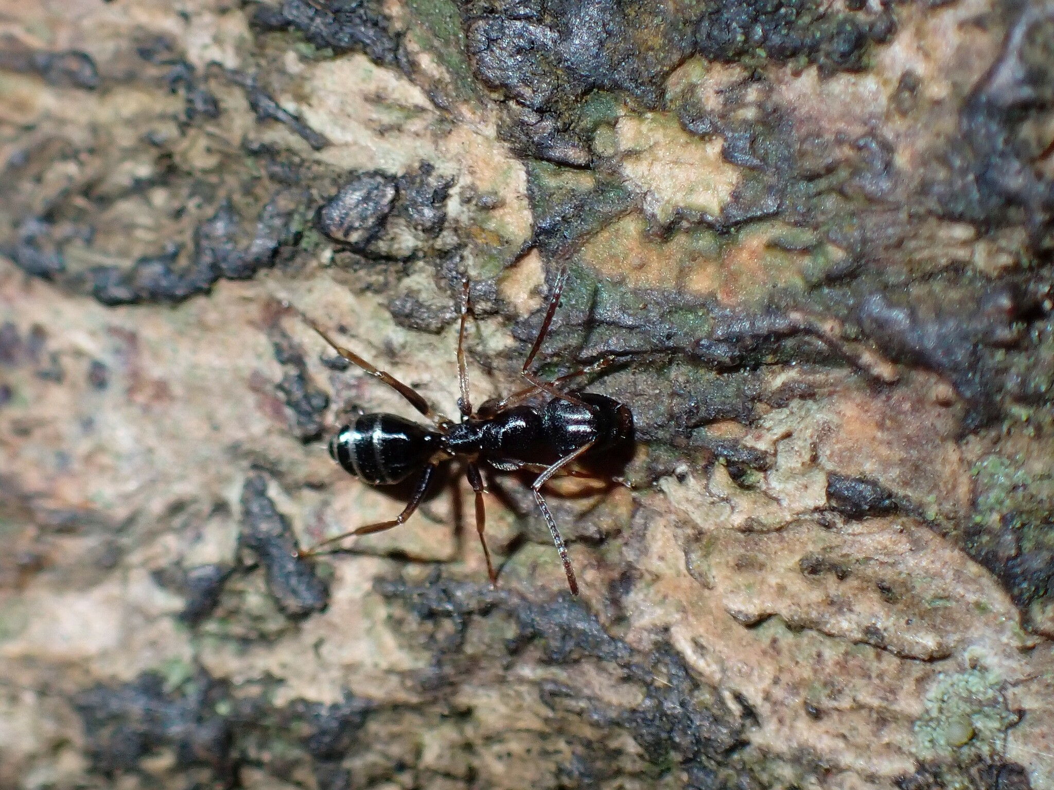 Colobopsis conithorax