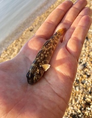 Neogobius melanostomus