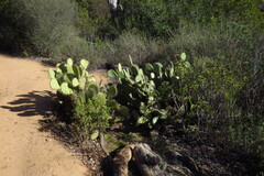 Opuntia littoralis