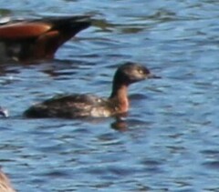 Poliocephalus rufopectus