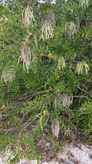 Sophora tomentosa