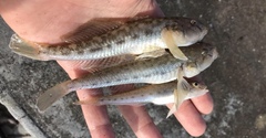 Neogobius fluviatilis