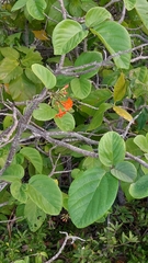Cordia sebestena