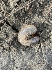 Pericoptus