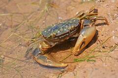 Hemigrapsus crenulatus