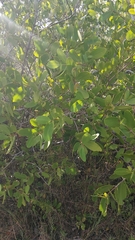 Laguncularia racemosa